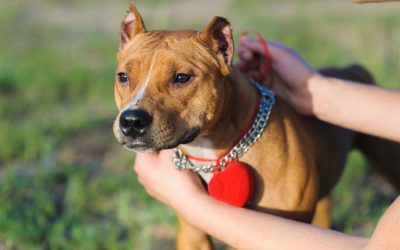 Título: Entrenamiento de Perros: La Clave para una Convivencia Armoniosa