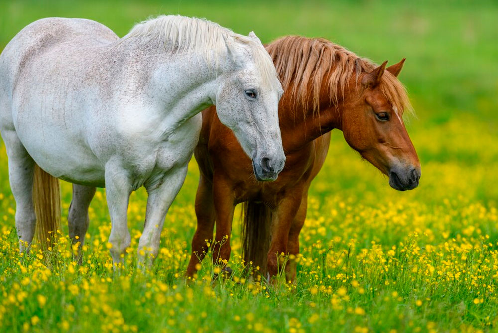 Caballo