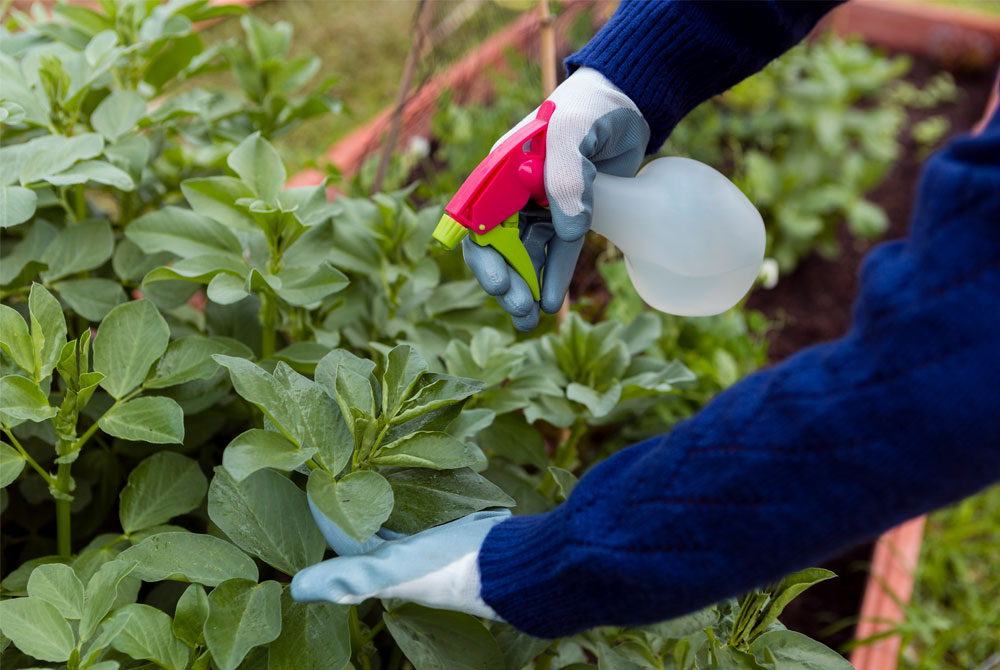 Foliar