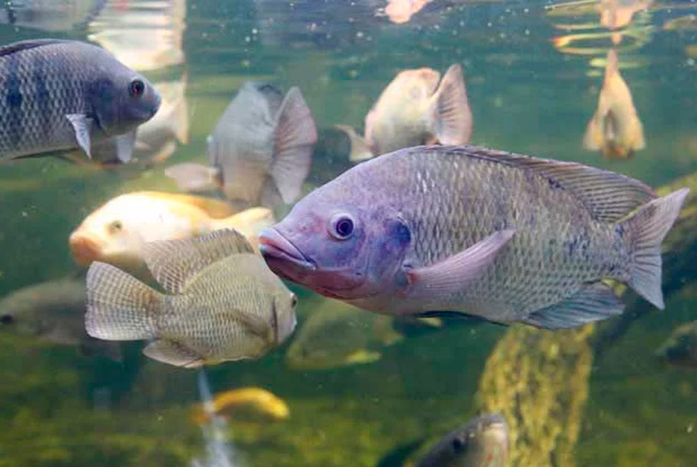 Tilapias