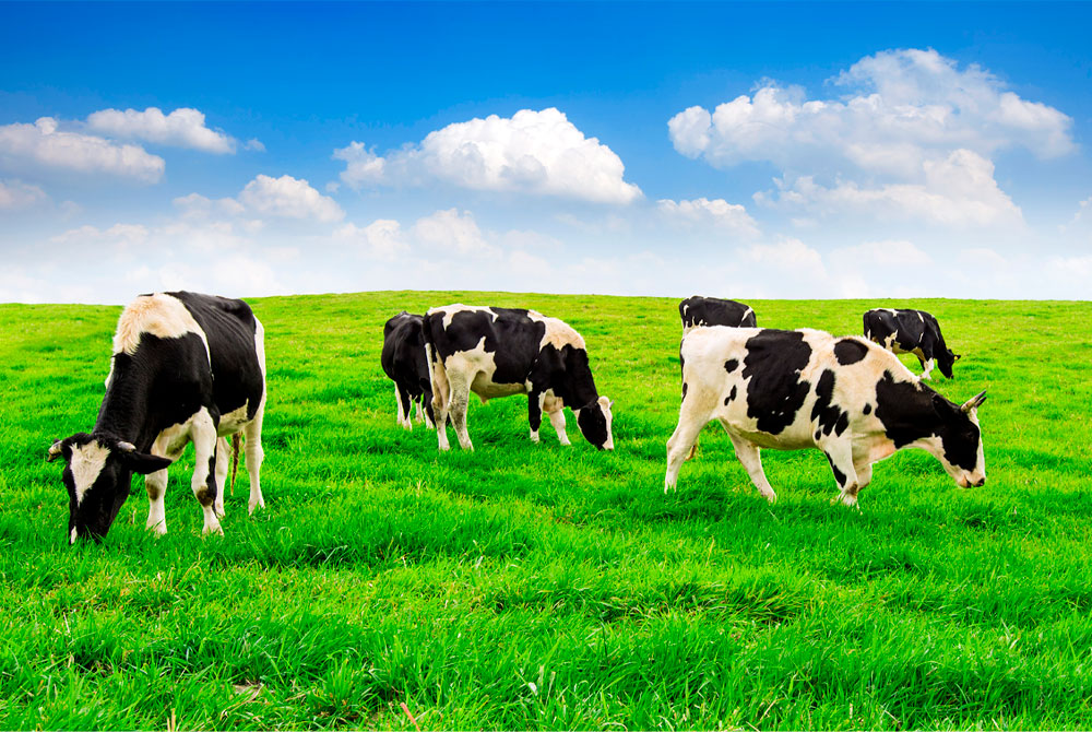 Vacas3